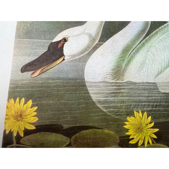 Audubon Birds of America Whistling Swan Original Print Vtg 1950 Peterson 9 x 12 - Picture 2 of 5
